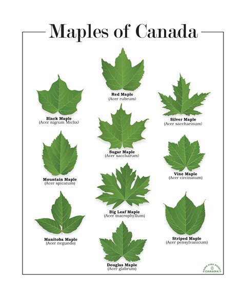 Maples with Grass-Like Foliage: A Fascinating Case of Leaf Mimicry